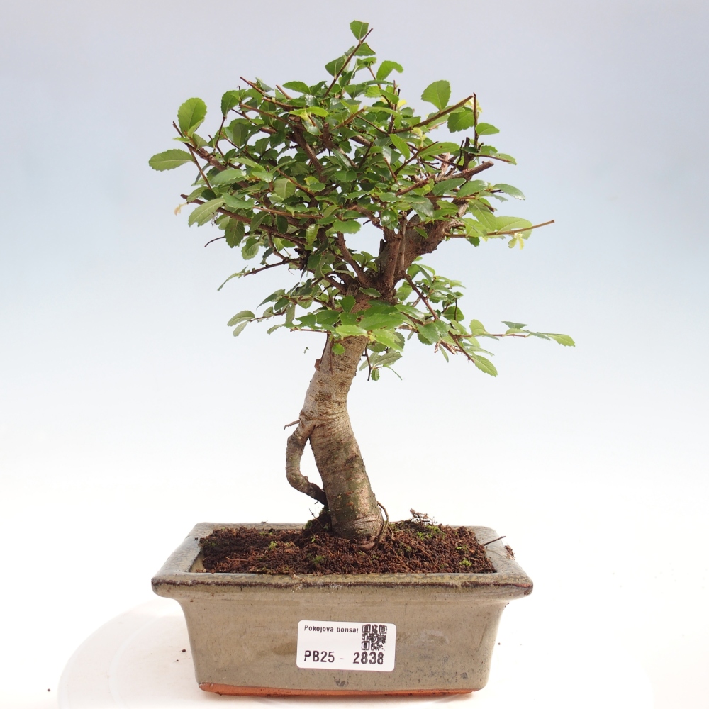 Zimmerbonsai - Ulmus parvifolia - Kleinblättrige Ulme