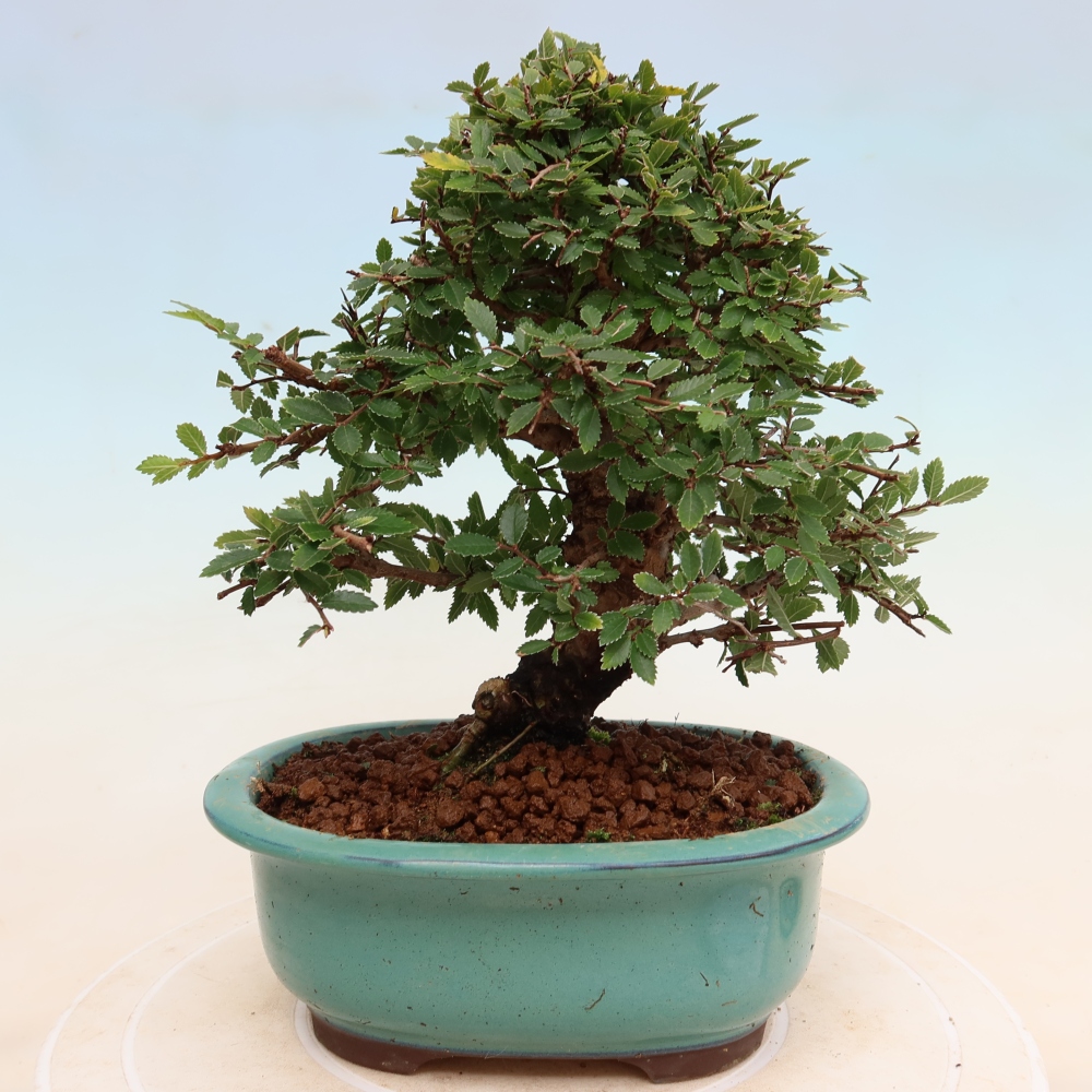 Bonsai für draußen - Zelkova - Zelkova NIRE