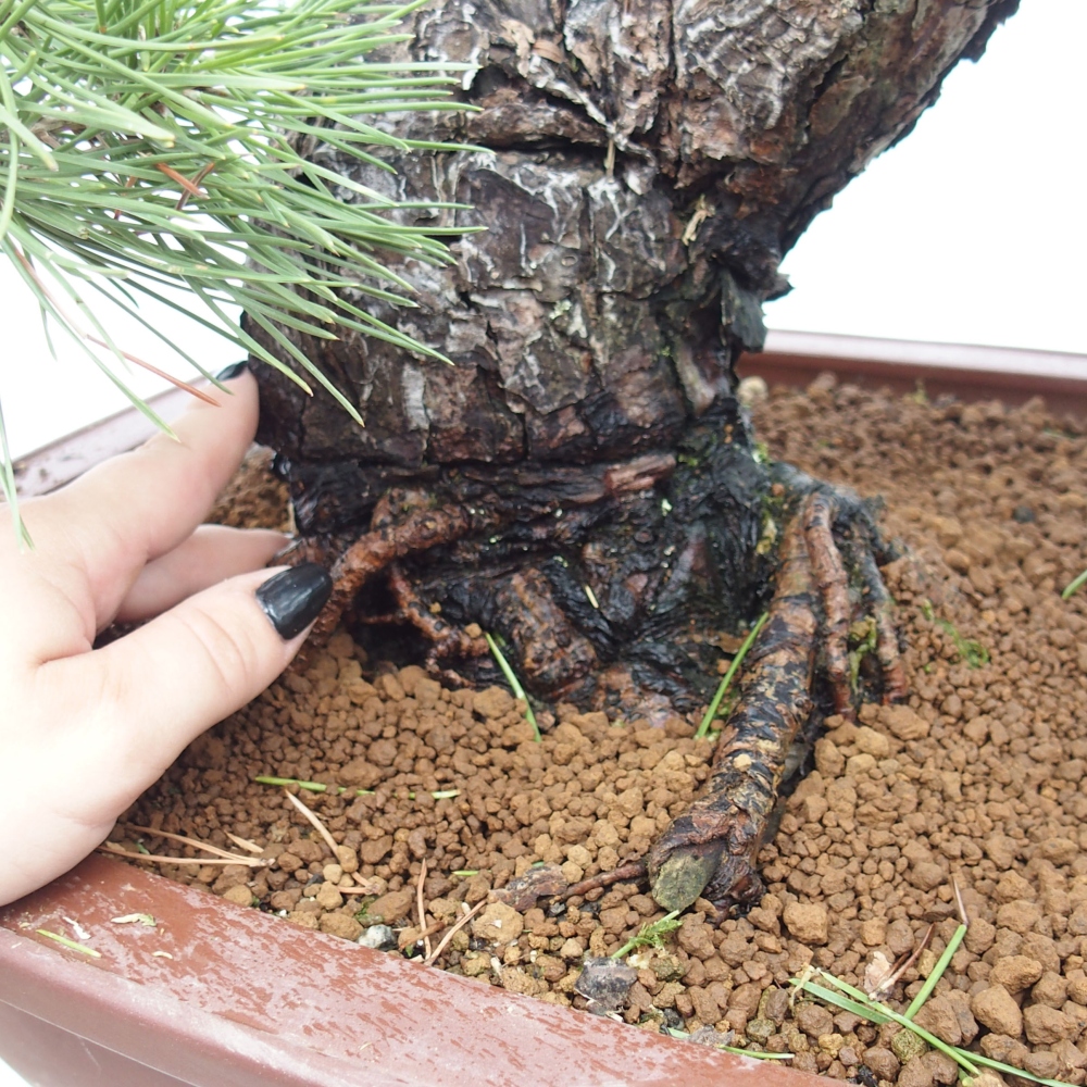 Outdoor-Bonsai - Pinus thunbergii - Thunbergkiefer