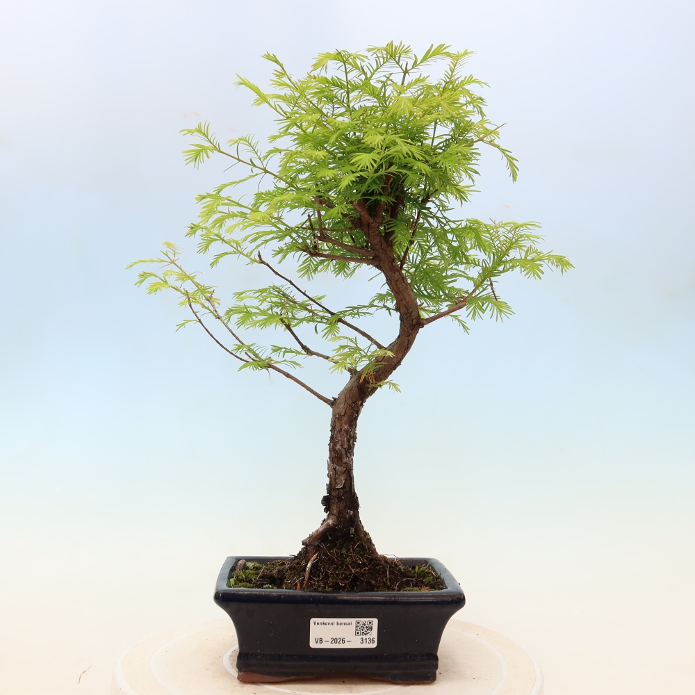 Bonsai für draußen - Metasequoia glyptostroboides - Chinesische Metasequoia