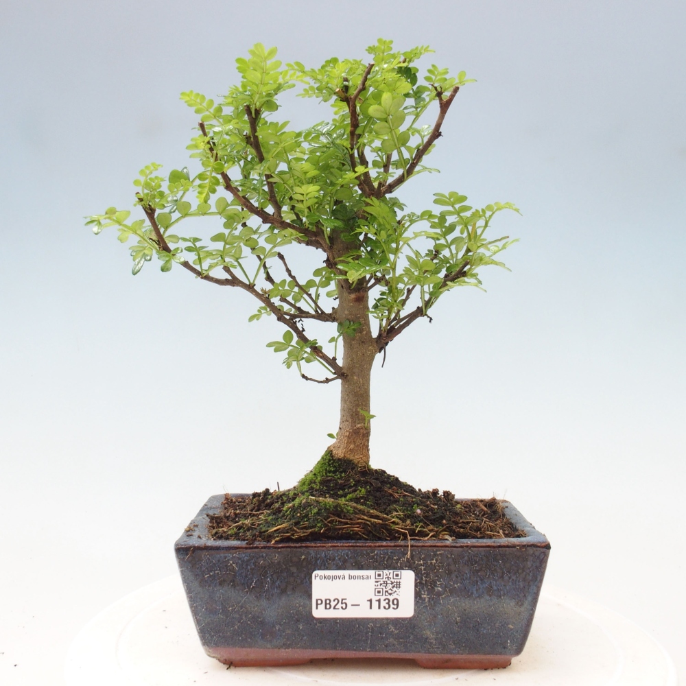 Indoor-Bonsai - Zantoxylum piperitum - Pfefferminze