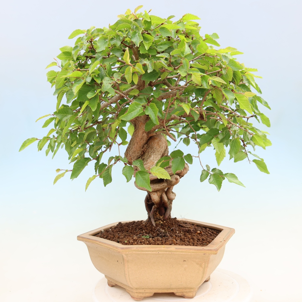 Bonsai für draußen - Karpinus Coreana - Koreanische Hainbuche