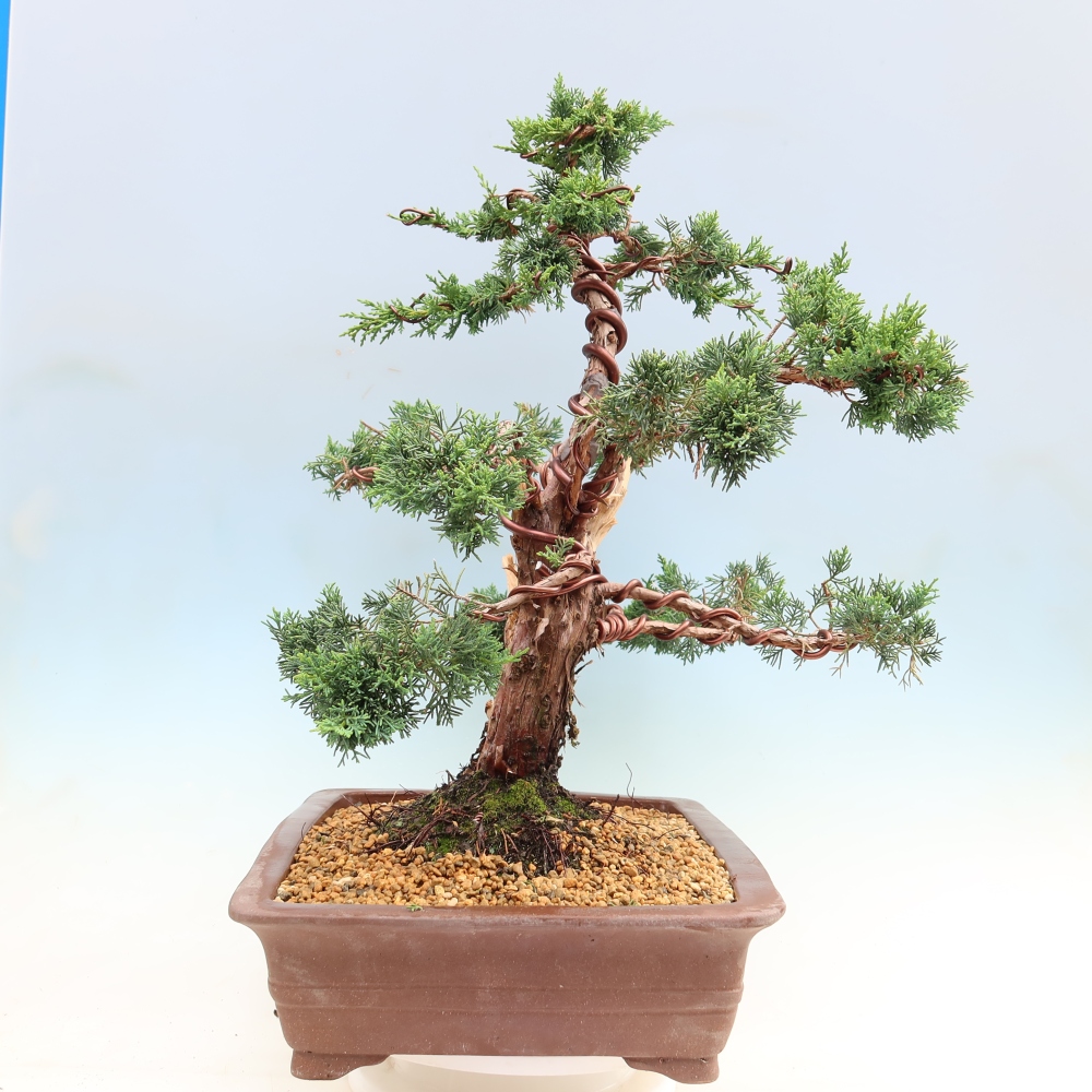 Bonsai für draußen - Juniperus chinensis Kishu