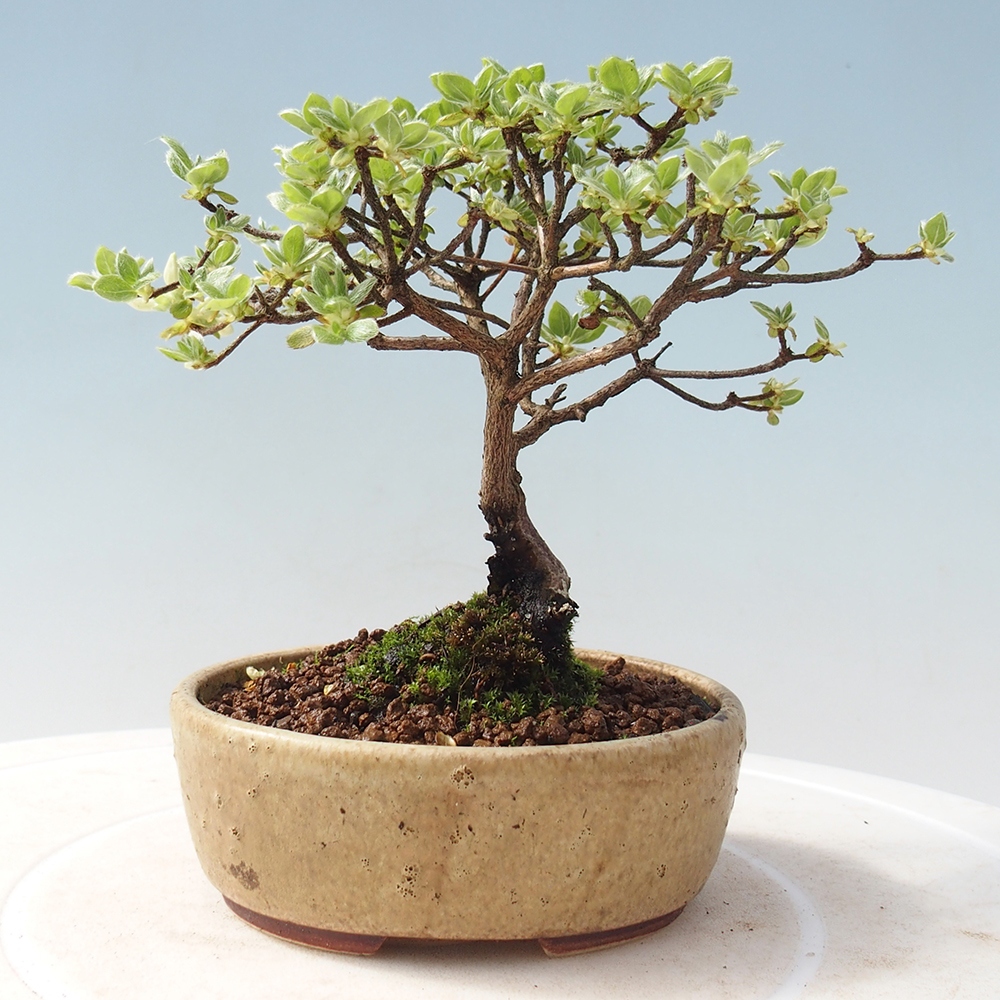 Outdoor-Bonsai - Rododendron indicum - Japanische Azalee