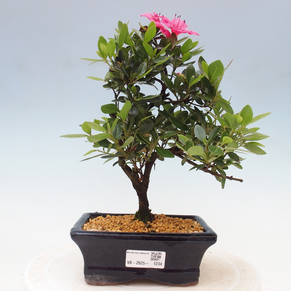 Bonsai im Freien - Japanische Azalee - Azalea sp.