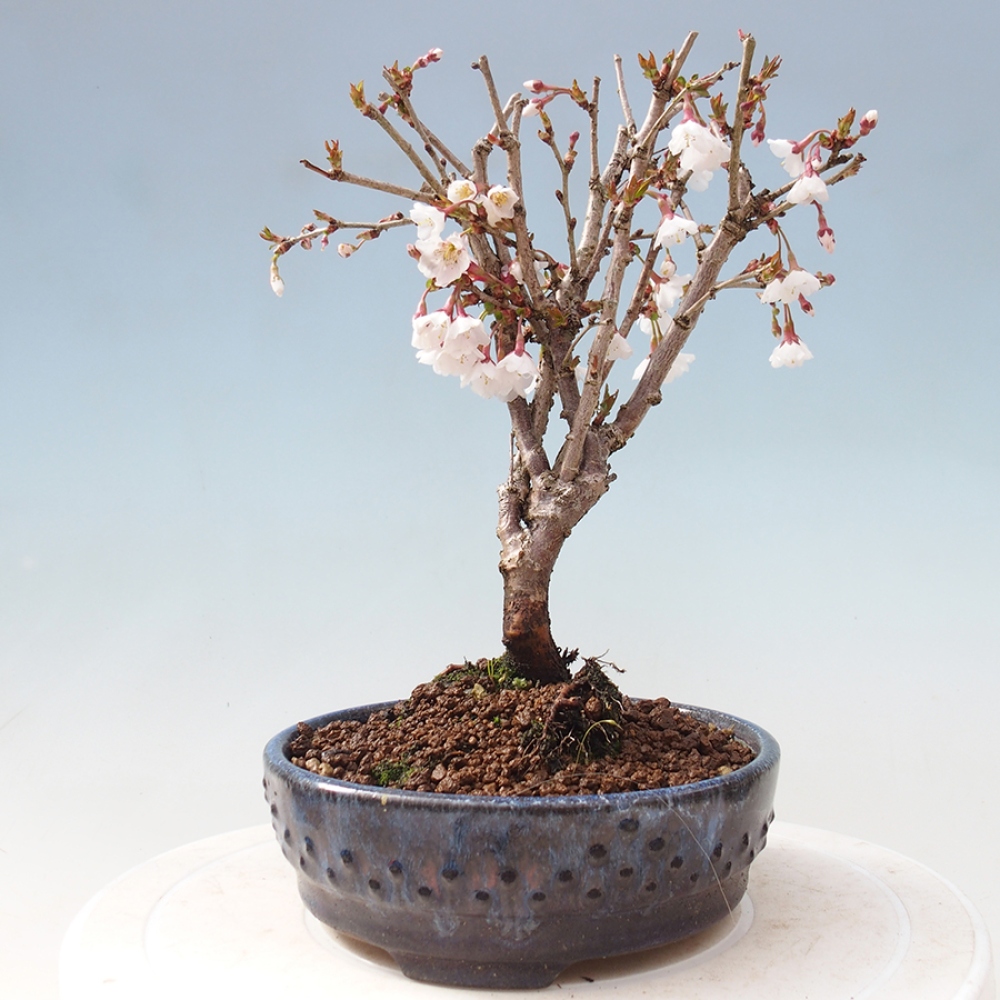 Bonsai im Freien - Prunus incisa Kojou-no mai-Pflaume geschnitten
