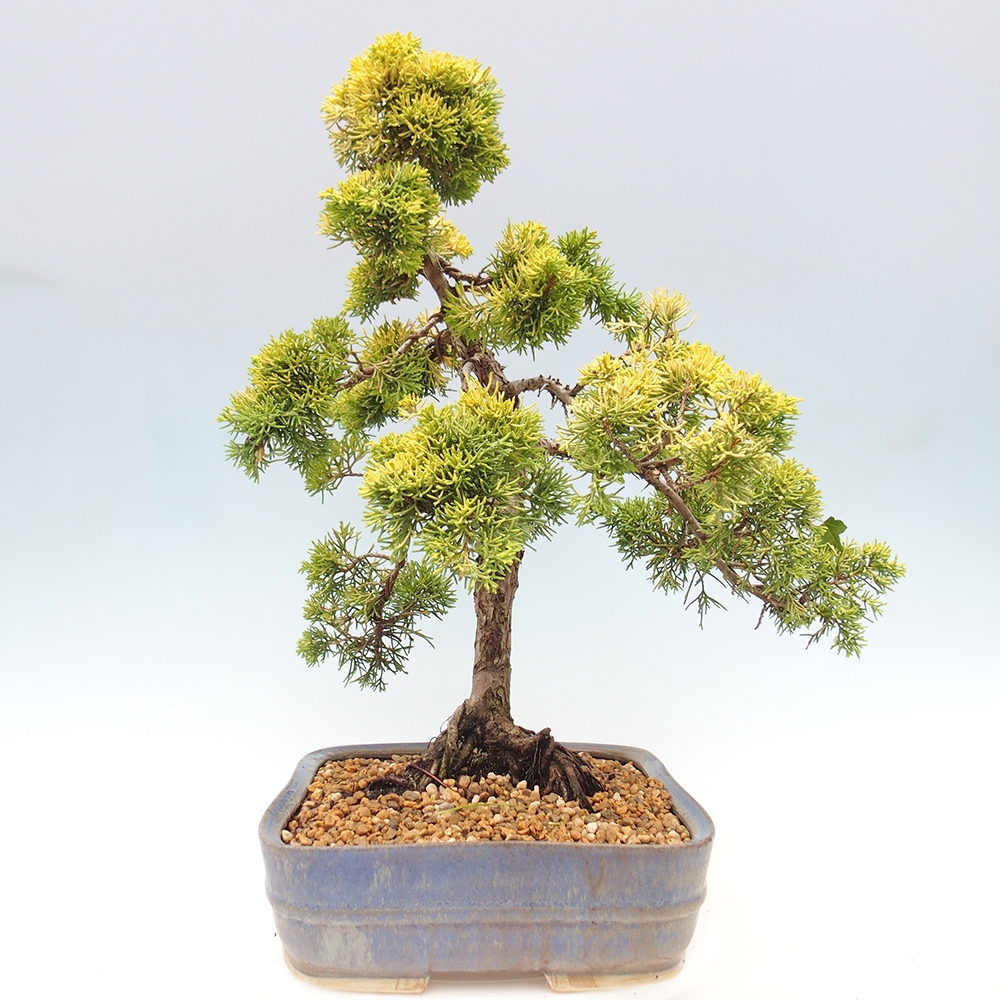 Bonsai im Freien - Juniperus chinensis plumosa aurea - Chinesischer Goldwacholder