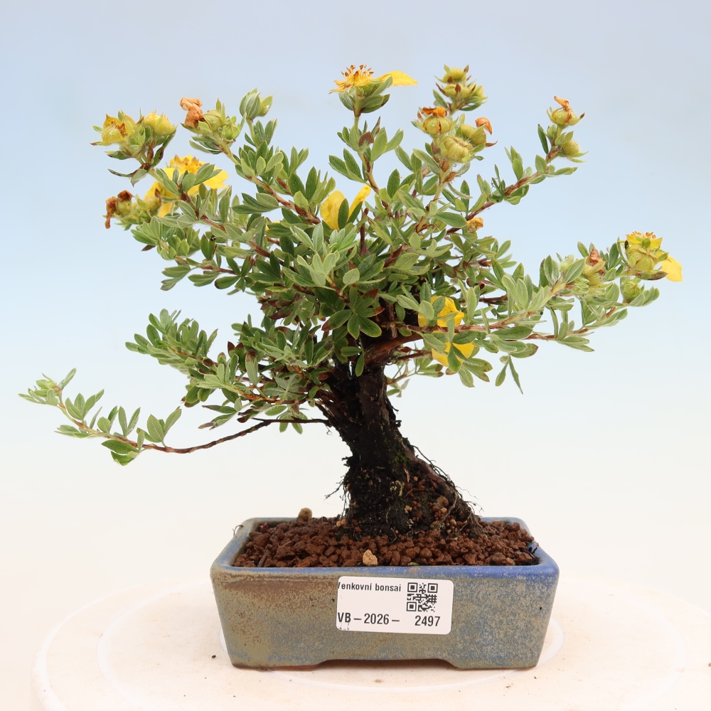 Bonsai für draußen - Potentila fruticosa