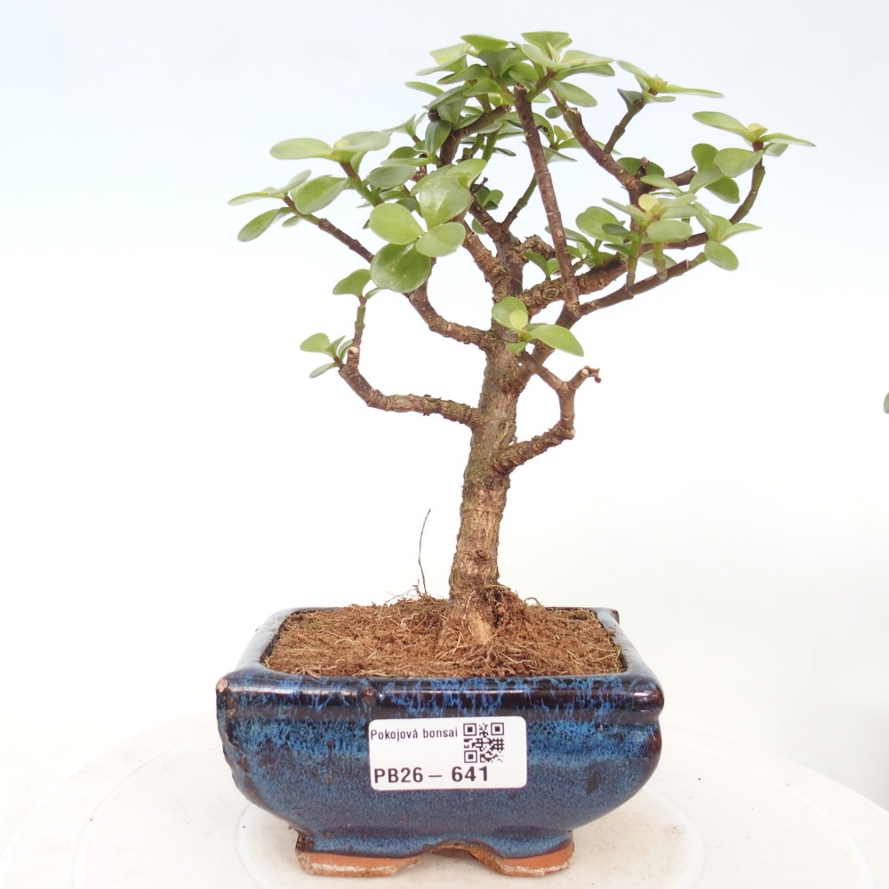 Zimmer Bonsai - Portulakaria Afra - Tlustice