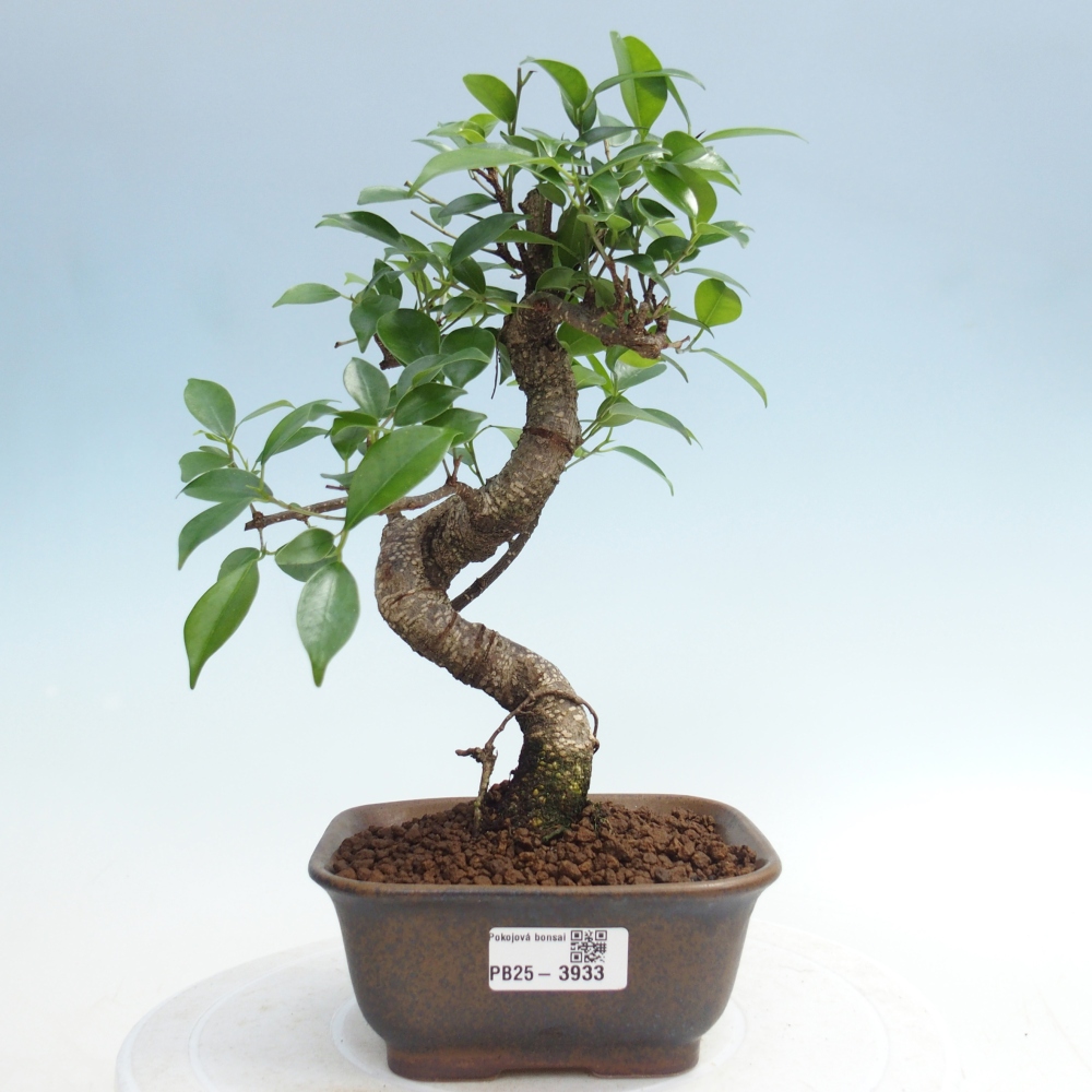Zimmerbonsai - Ficus retusa - Kleinblättriger Ficus