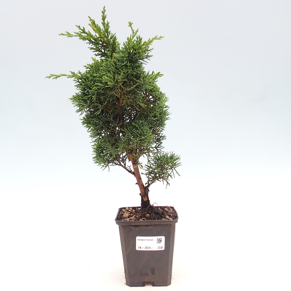 Outdoor-Bonsai - Juniperus chinensis Kishu - Chinesischer Wacholder