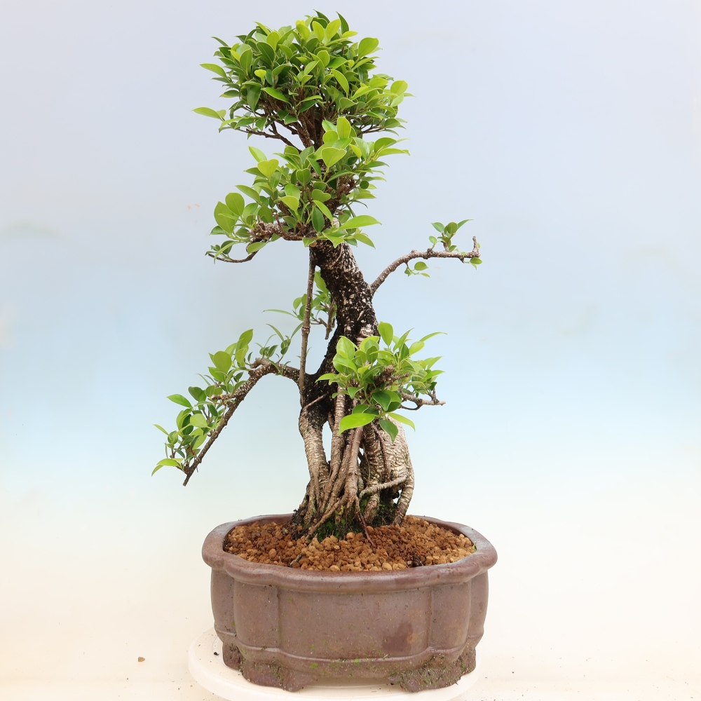 Zimmerbonsai - Ficus kimmen - Kleinblättriger Ficus