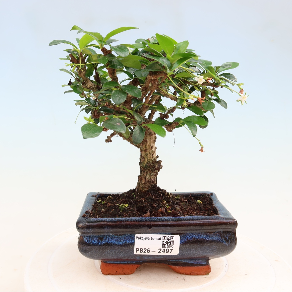 Zimmer-Bonsai - Carmona macrophylla - Tee-Fuki