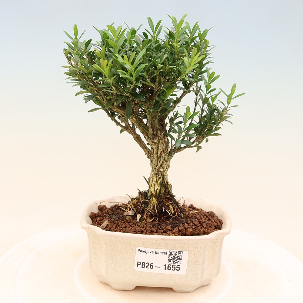 Zimmer Bonsai - Buxus harlandii - Korkbuxus