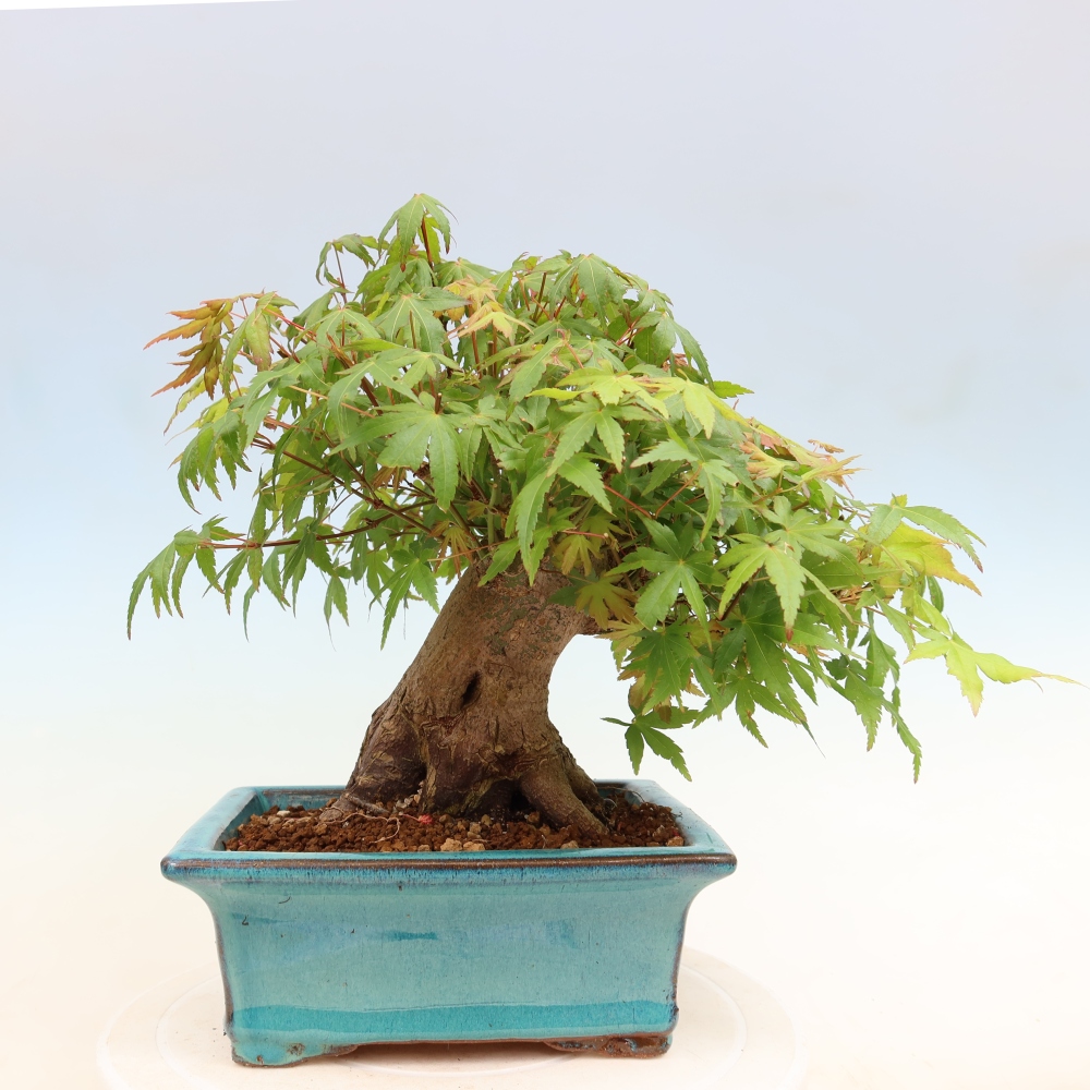 Bonsai für draußen - Ahorn Burger - Acer Burgerianum