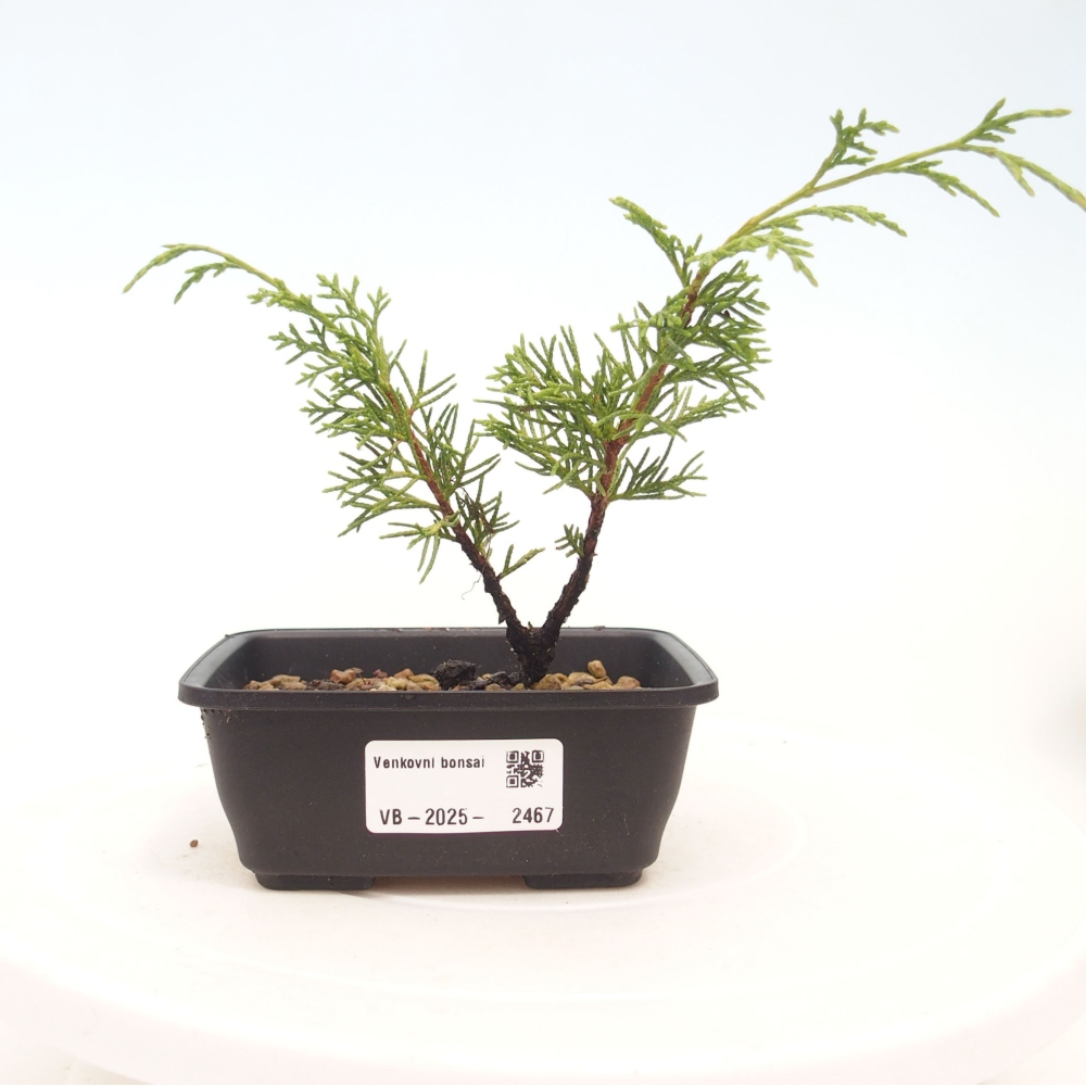 Outdoor bonsai - Juniperus chinensis Itoigawa - Chinese juniper
