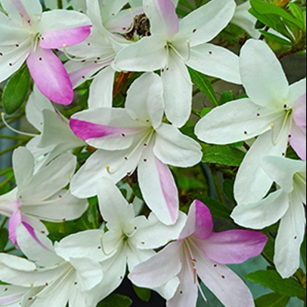 Bonsai für draußen - Japanische Azalee - Azalee Yukigesho