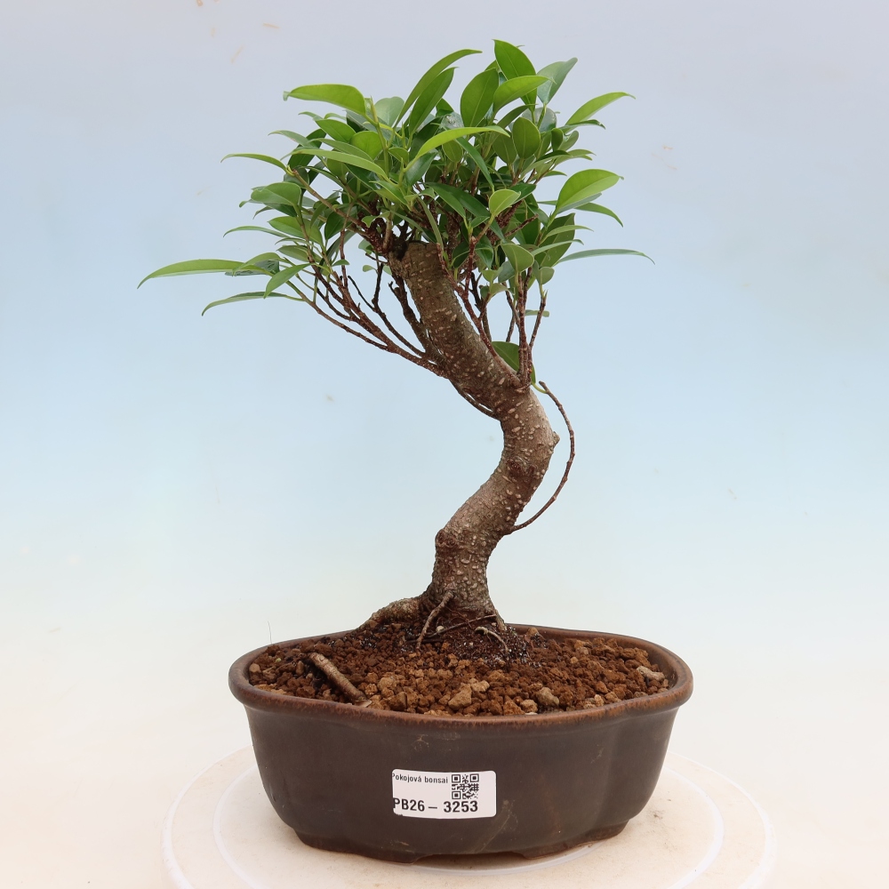 Zimmerbonsai - Ficus kimmen - Kleinblättriger Ficus
