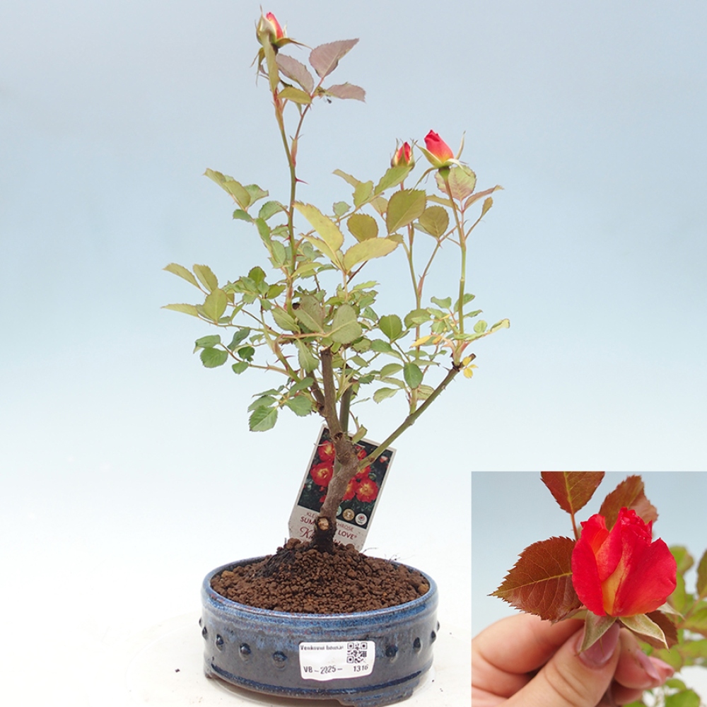 Freilandbonsai - Rosa Kordes -  Rose