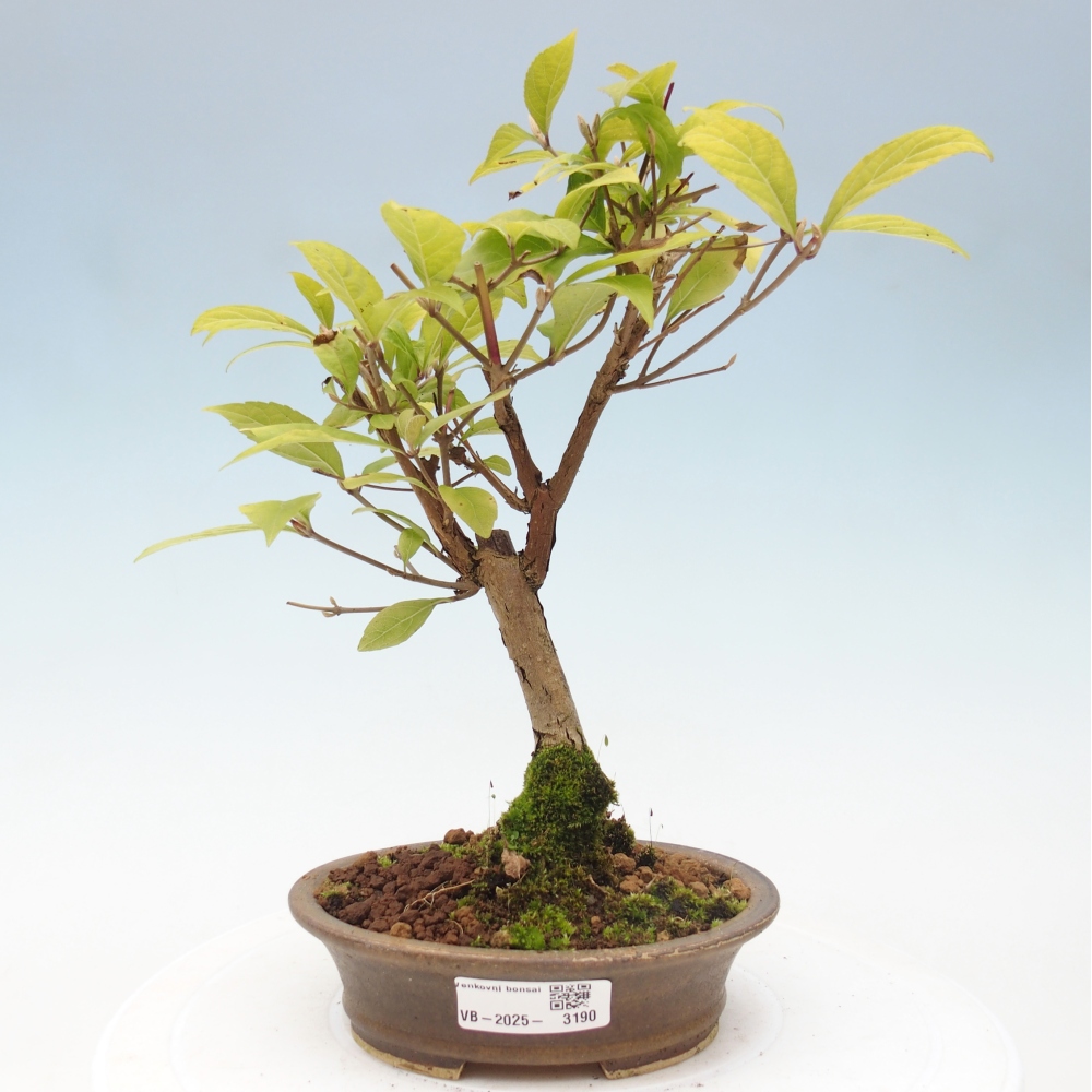 Bonsai im Freien - wunderschöne Pflanze - Callicarpa japonica