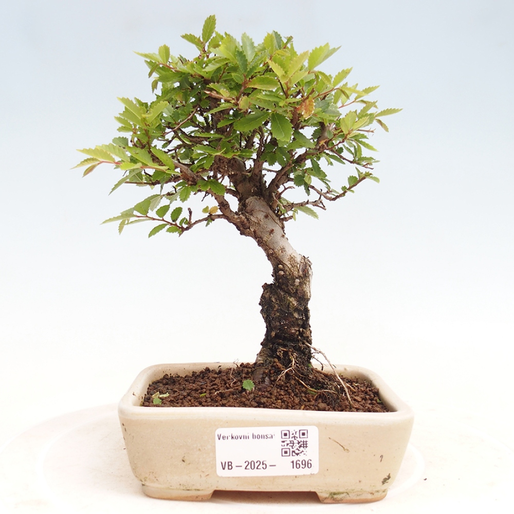 Bonsai im Freien - Zelkova - Zelkova NIRE