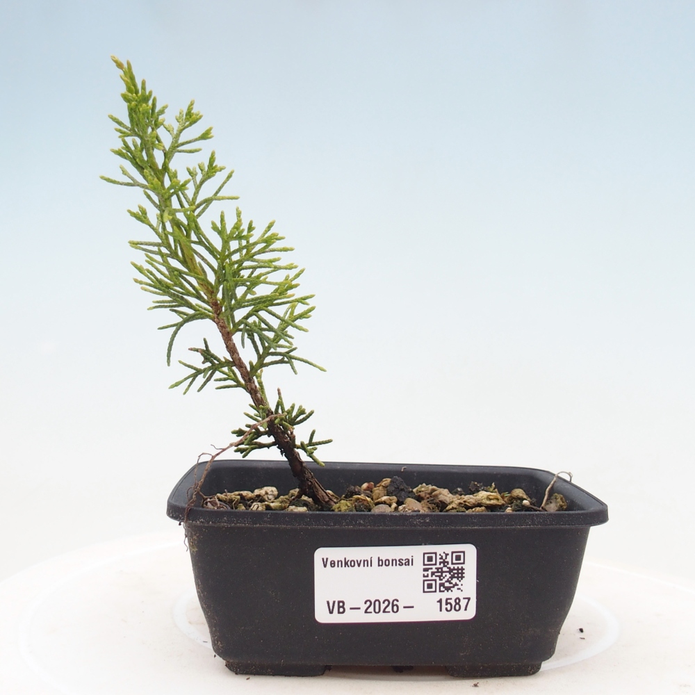 Bonsai für draußen - Juniperus chinensis Itoigawa