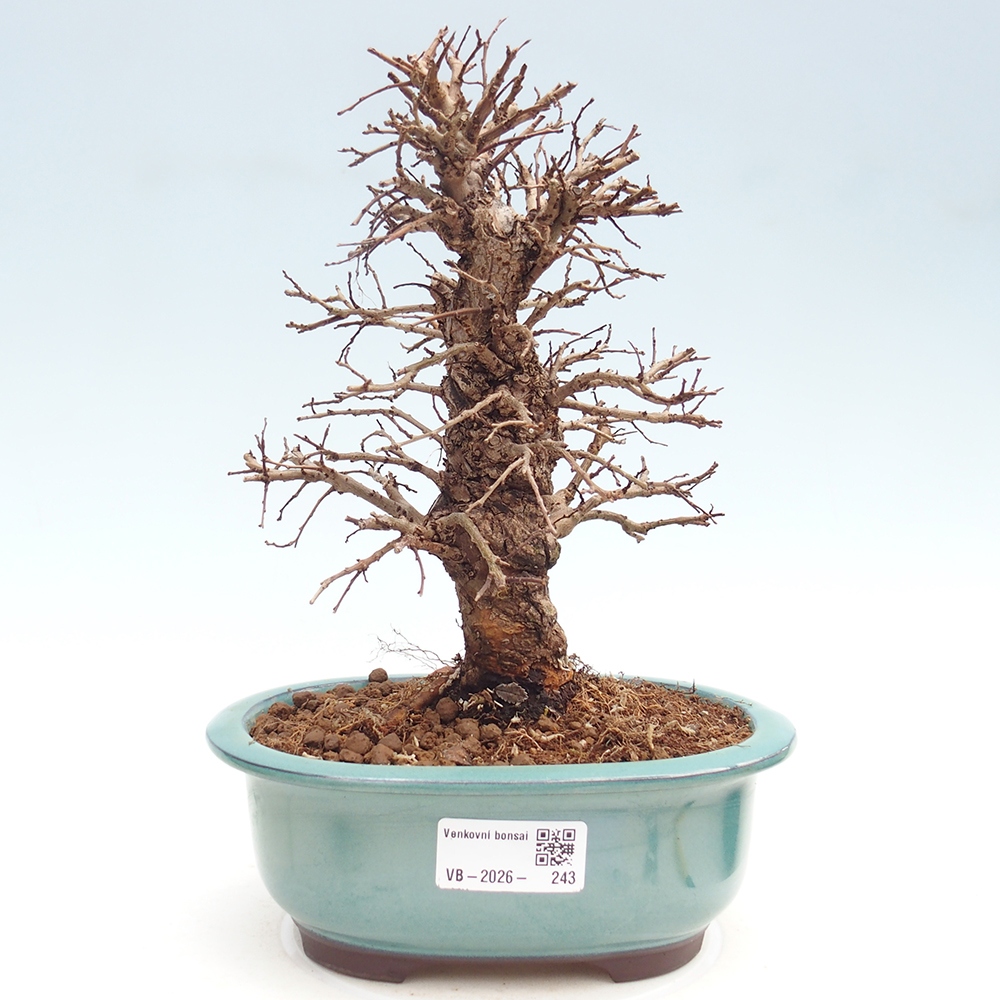 Bonsai für draußen - Zelkova - Zelkova NIRE