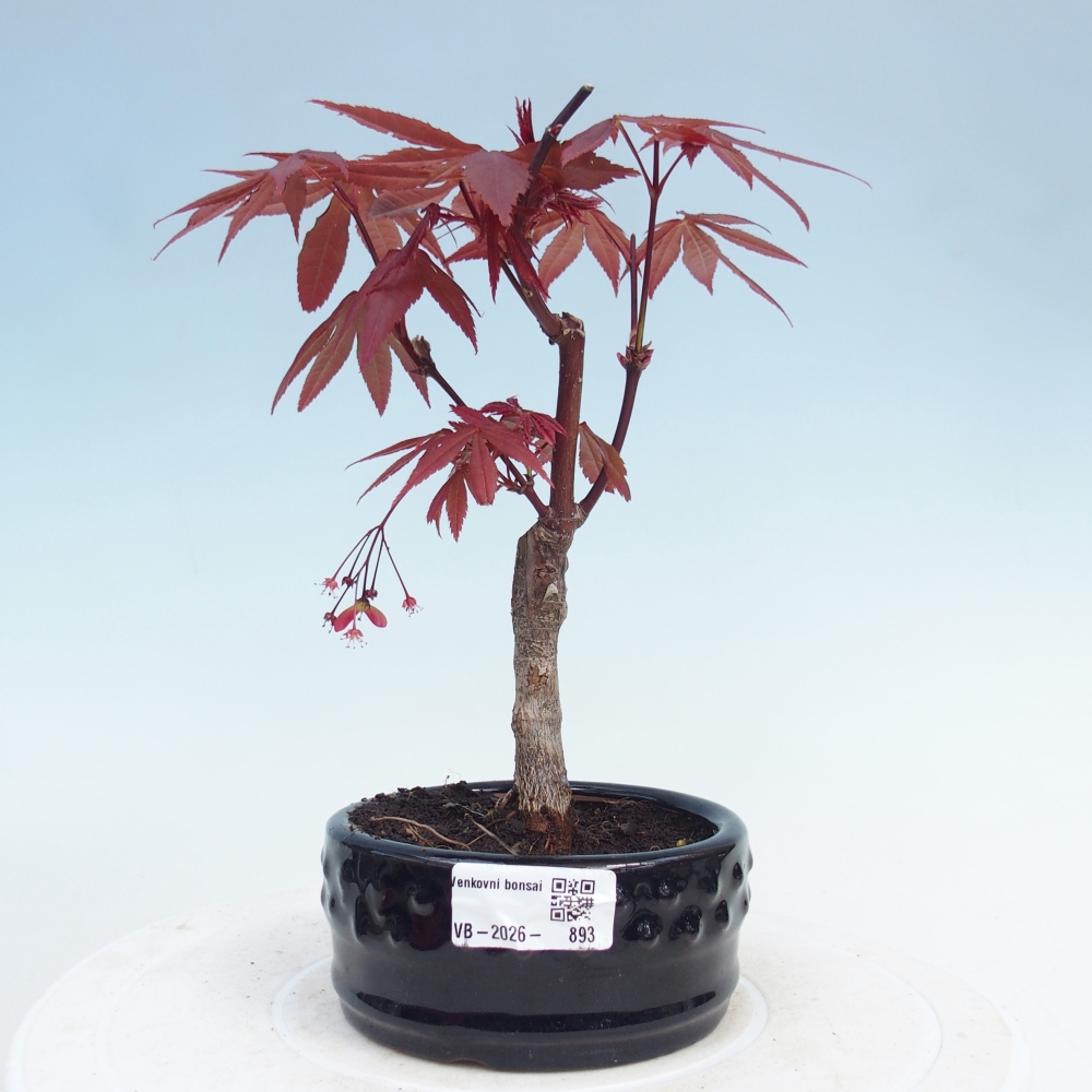 Bonsai für draußen - Acer-Palme. Atropurpureum-Javor palmate