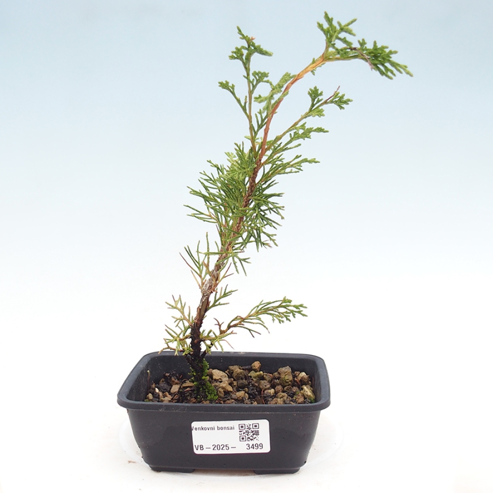 Bonsai für draußen - Juniperus chinensis Itoigawa