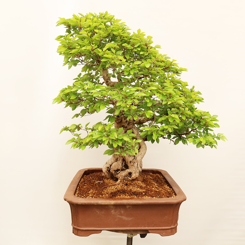 Bonsai im Freien - Carpinus Coreana - Koreanische Hainbuche