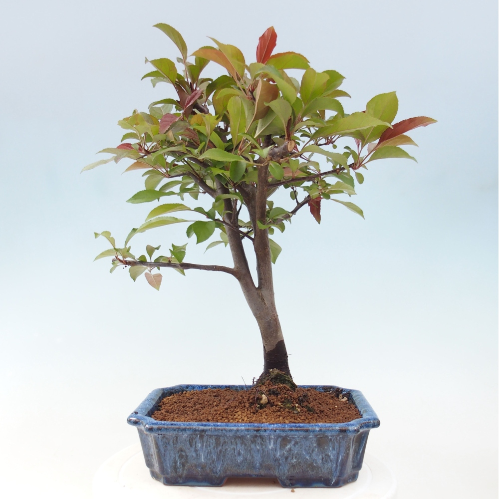 Freilandbonsai - Malus Domestica - Kleinfruchtiger rotblättriger Apfelbaum
