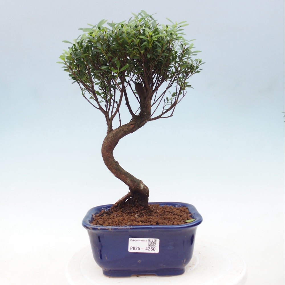 Zimmer Bonsai - Syzygium - Piment