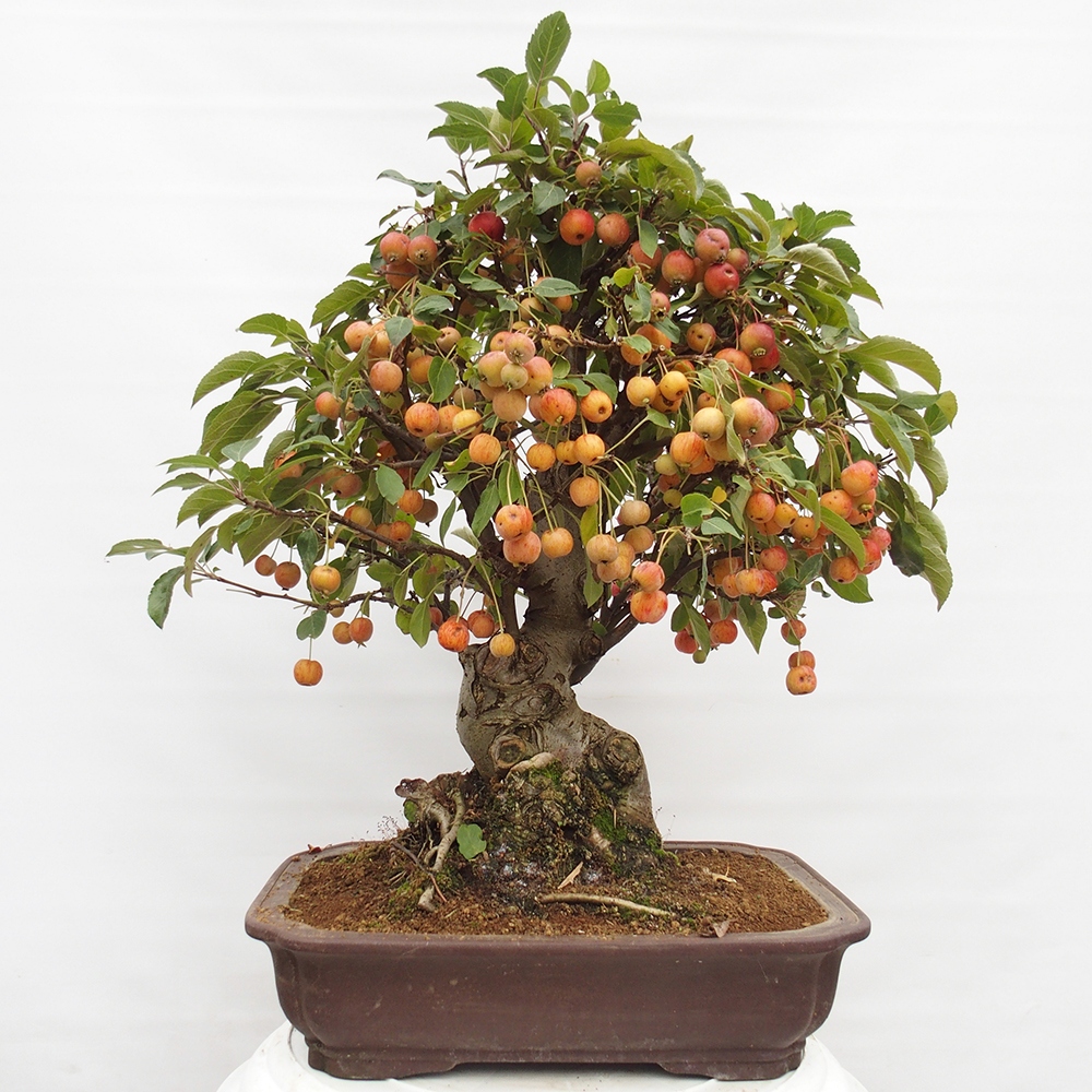 Bonsai im Freien - Malus halliana - Kleinfruchtiger Apfelbaum