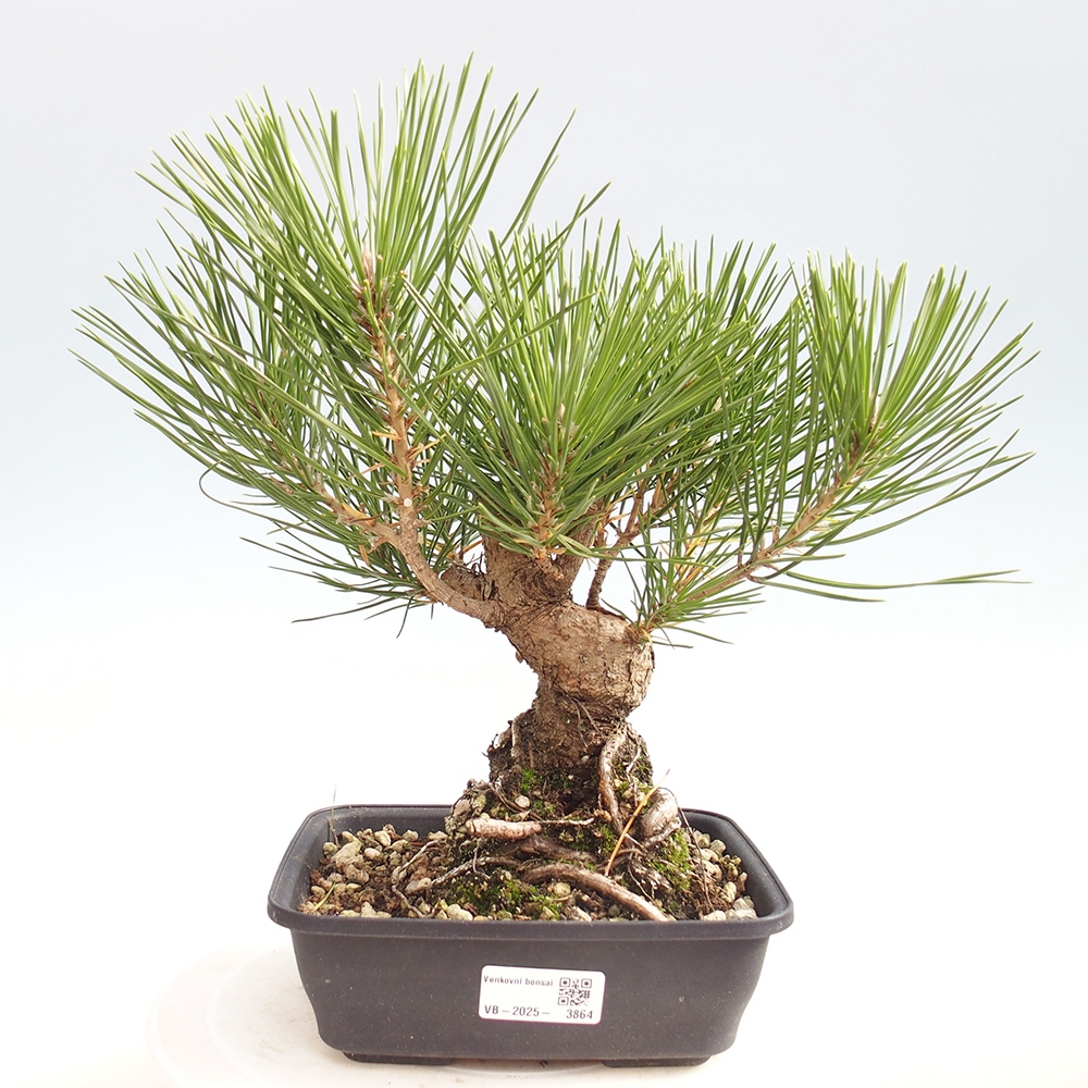 Bonsai für draußen - Pinus thunbergii - Thunberg-Kiefer