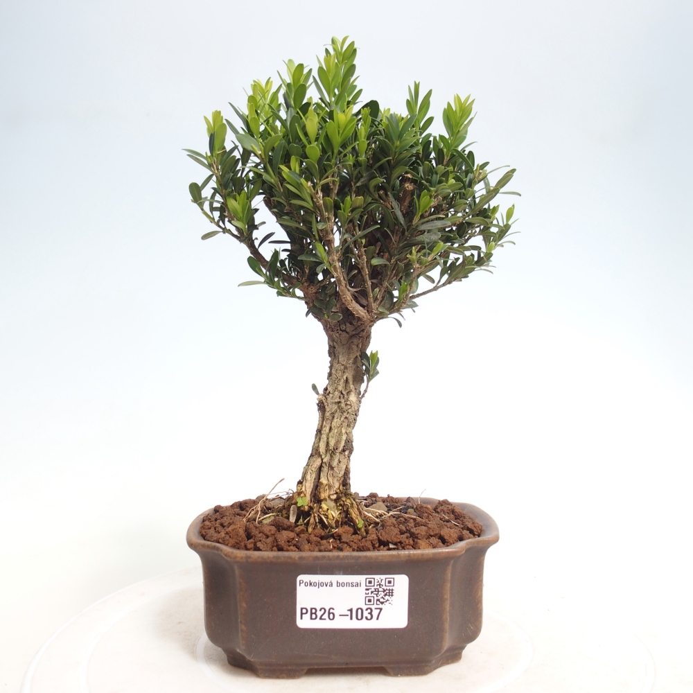Zimmer Bonsai - Buxus harlandii - Korkbuxus