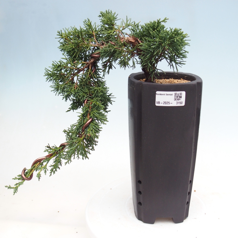 Bonsai im Freien - Juniperus chinensis Kishu - Chinesischer Wacholder