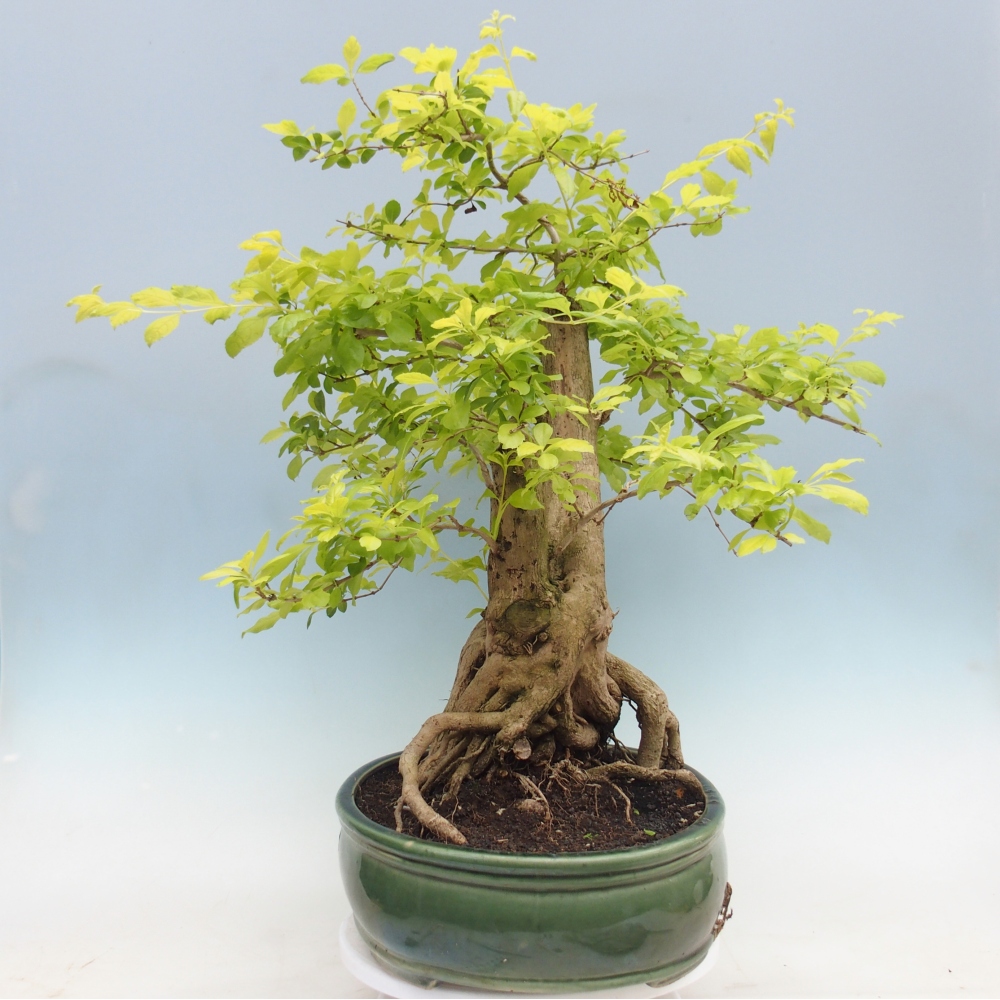 Zimmerbonsai - Duranta erecta Aurea - NUR PERSÖNLICHE ABHOLUNG oder Palettentransport