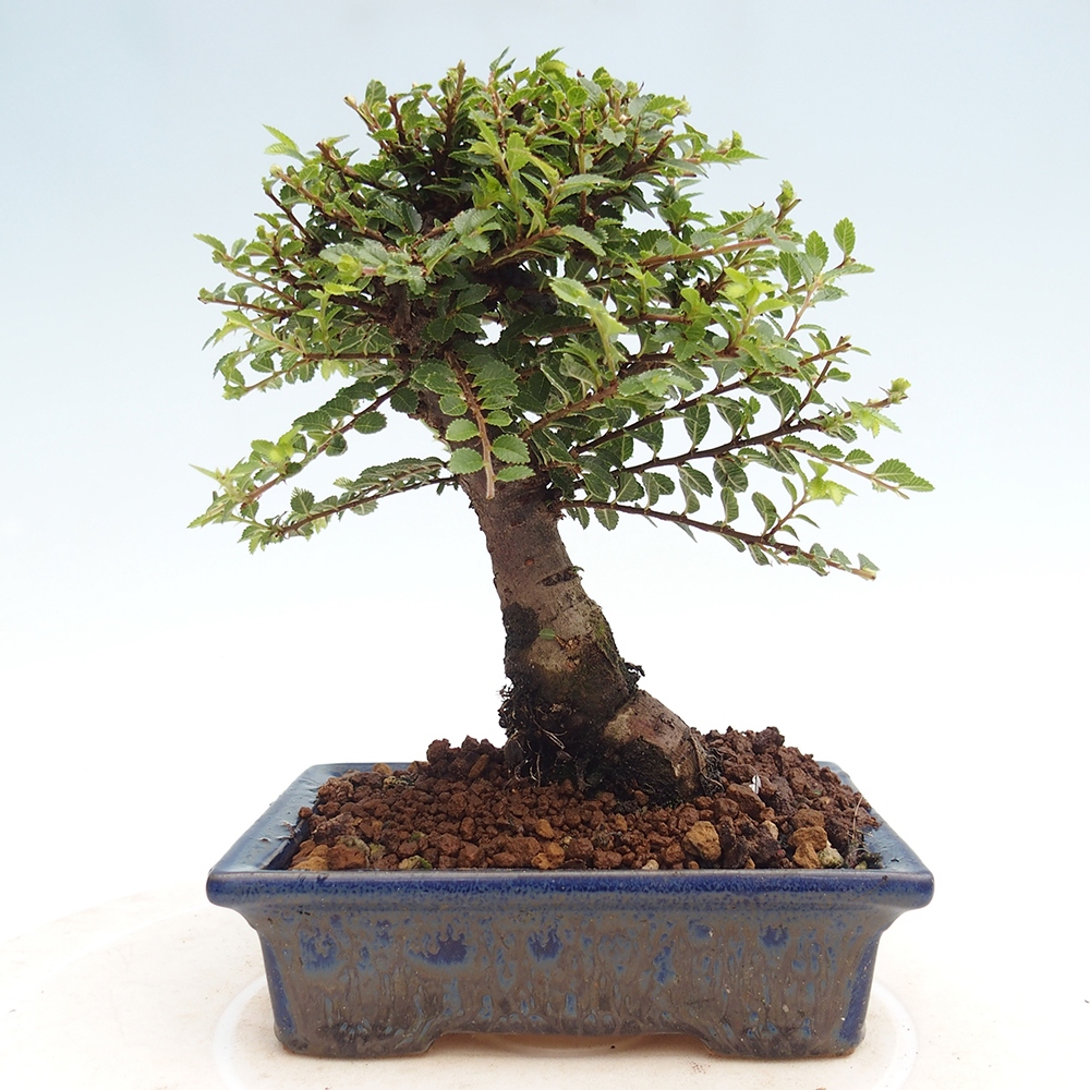 Bonsai im Freien - Ulmus parvifolia Hokkaido - Chinesische Ulme