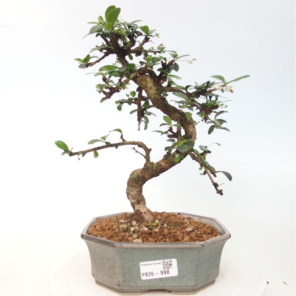 Zimmer-Bonsai - Carmona macrophylla - Tee-Fuki
