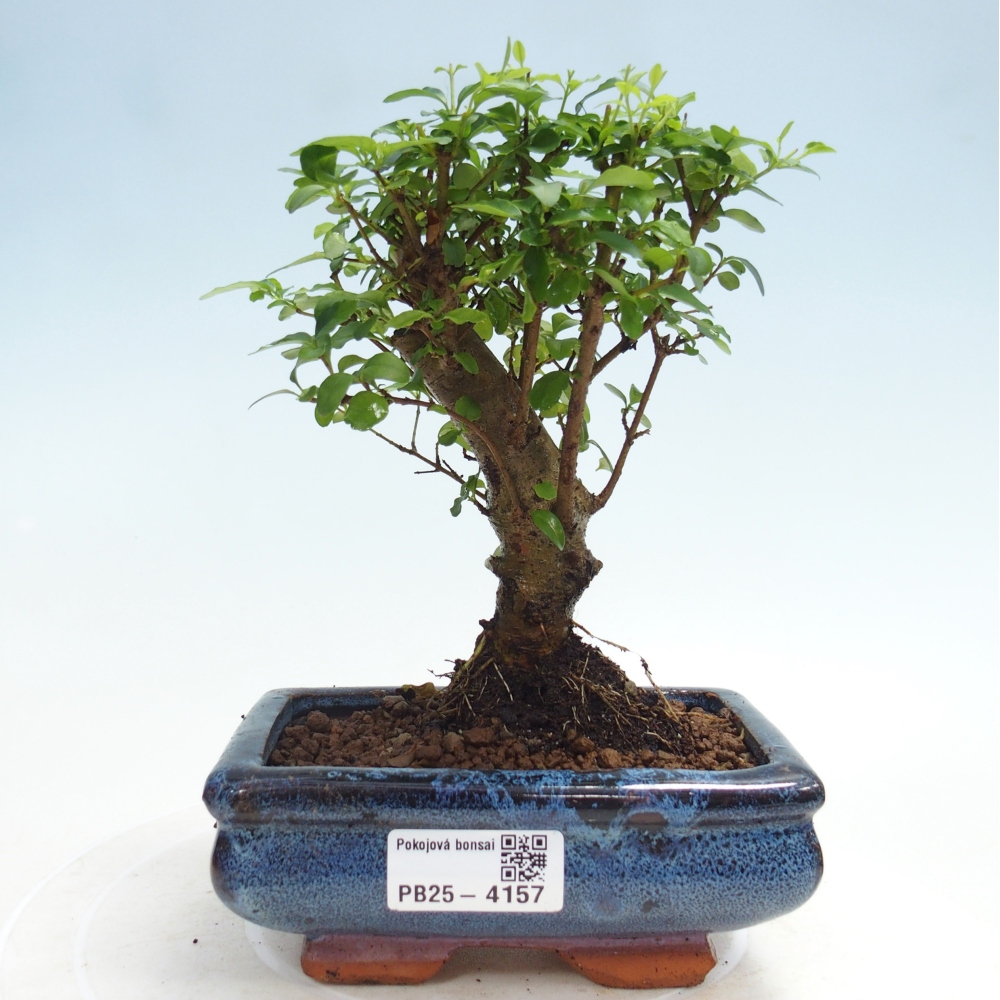 Zimmer Bonsai -Ligustrum chinensis - Vogelschnabel