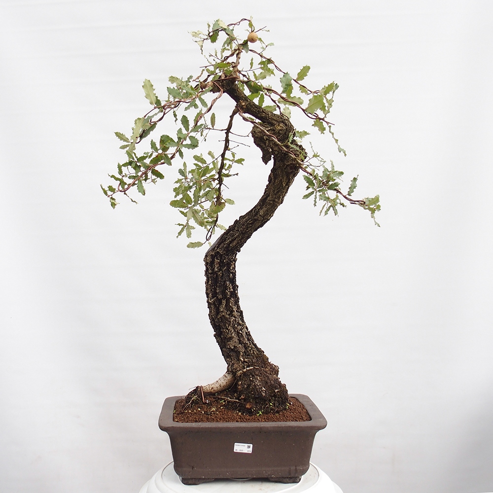 Yamadori - Quercus Ilex - Steineiche