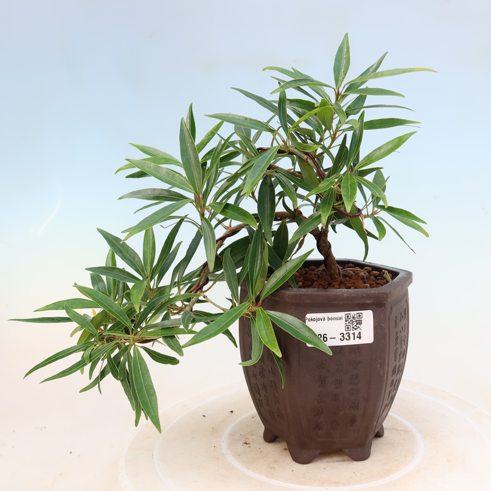 Zimmerbonsai - Ficus nerifolia - Kleinblättriger Ficus