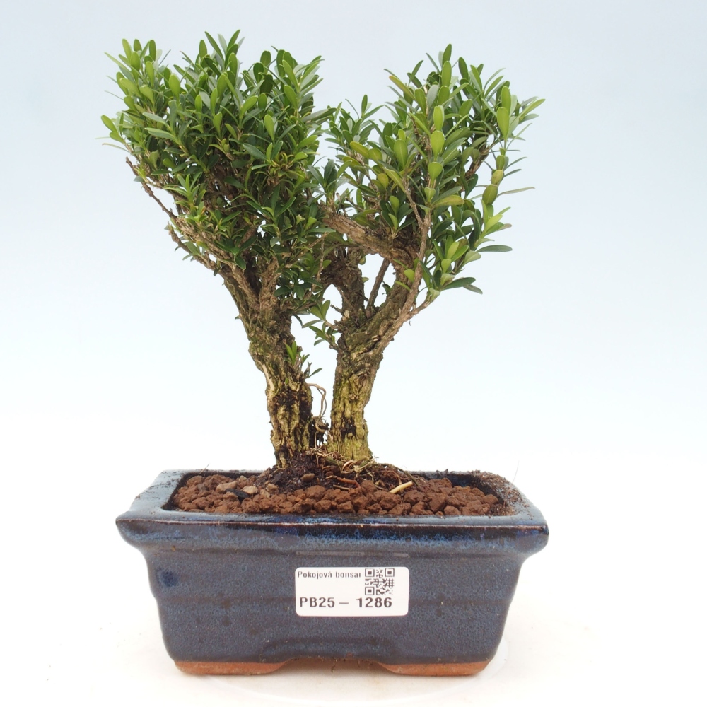 Zimmerbonsai - Buxus harlandii - Korkbuchsbaum