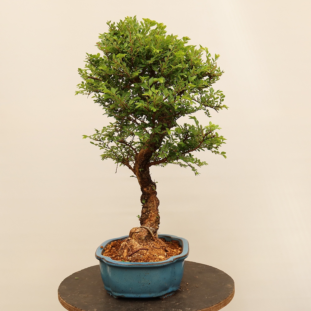 Bonsai im Freien - Zelkova - Zelkova NIRE