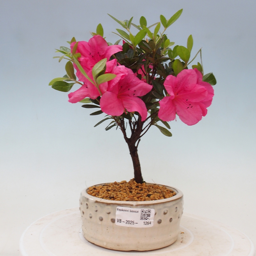 Bonsai im Freien - Japanische Azalee - Azalea sp.