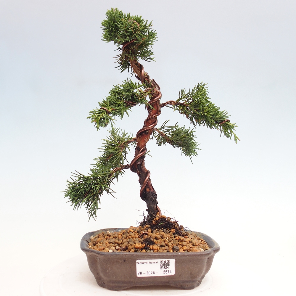 Bonsai im Freien - Juniperus chinensis Kishu - Chinesischer Wacholder