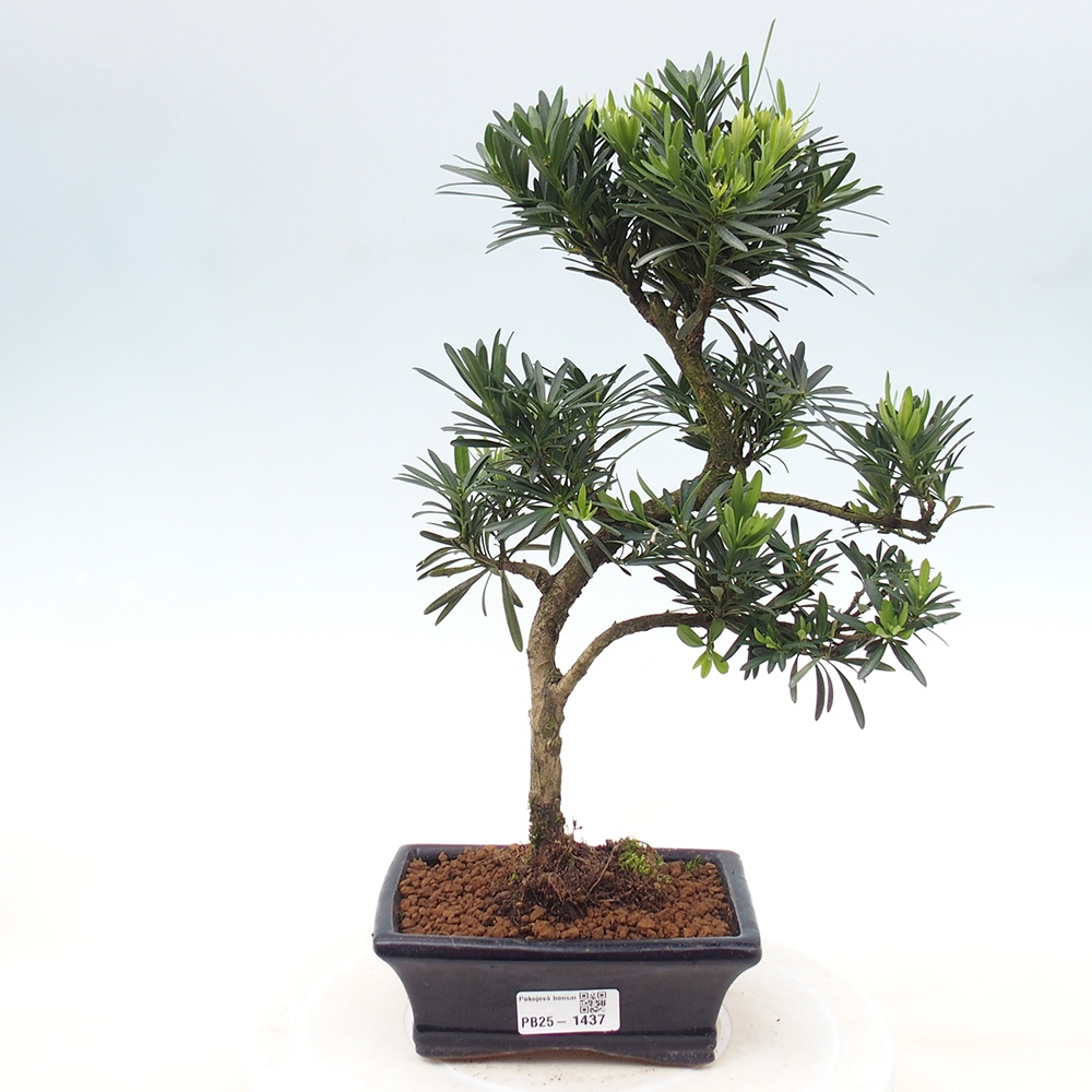 Indoor-Bonsai - Podocarpus - Stein tausend