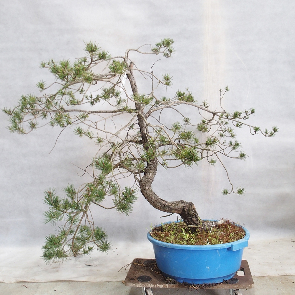 Yamadori - Pinus sylvestris 