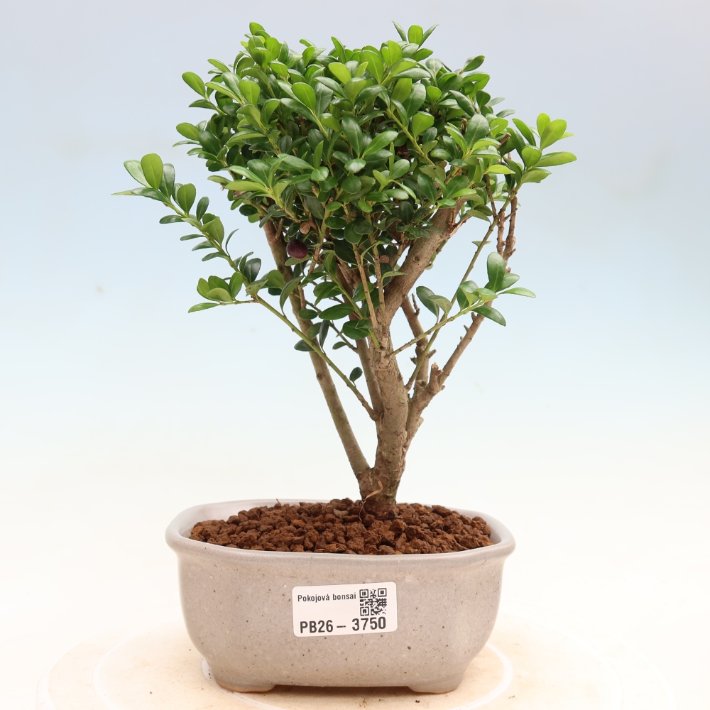 Zimmer Bonsai - Ilex crenata - Stechpalme