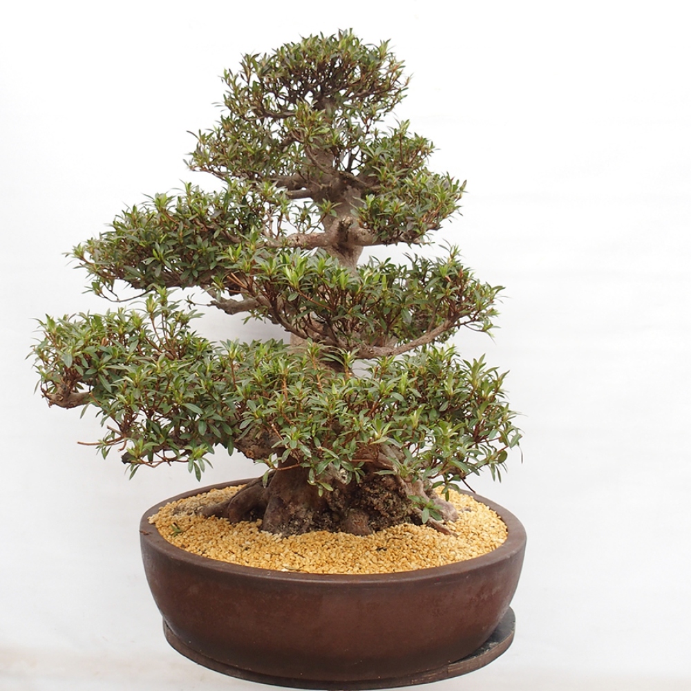 Bonsai im Freien - Japanische Azalee - Azalea Satsuki